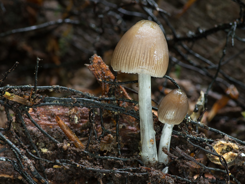 Mycena niveipes